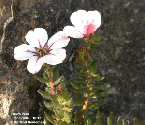 Adenandra uniflora, Elsie's Peak - Aug. 2003